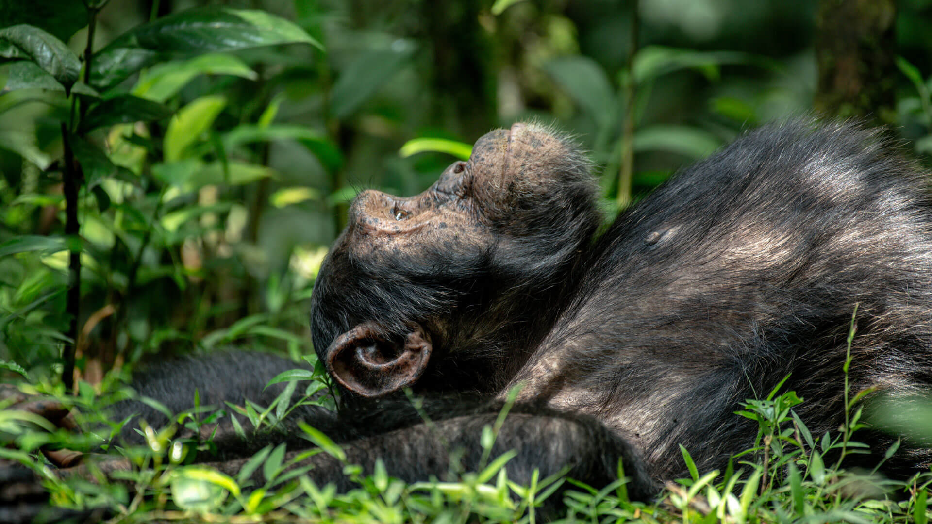 Kibale National Park Kibale National Park