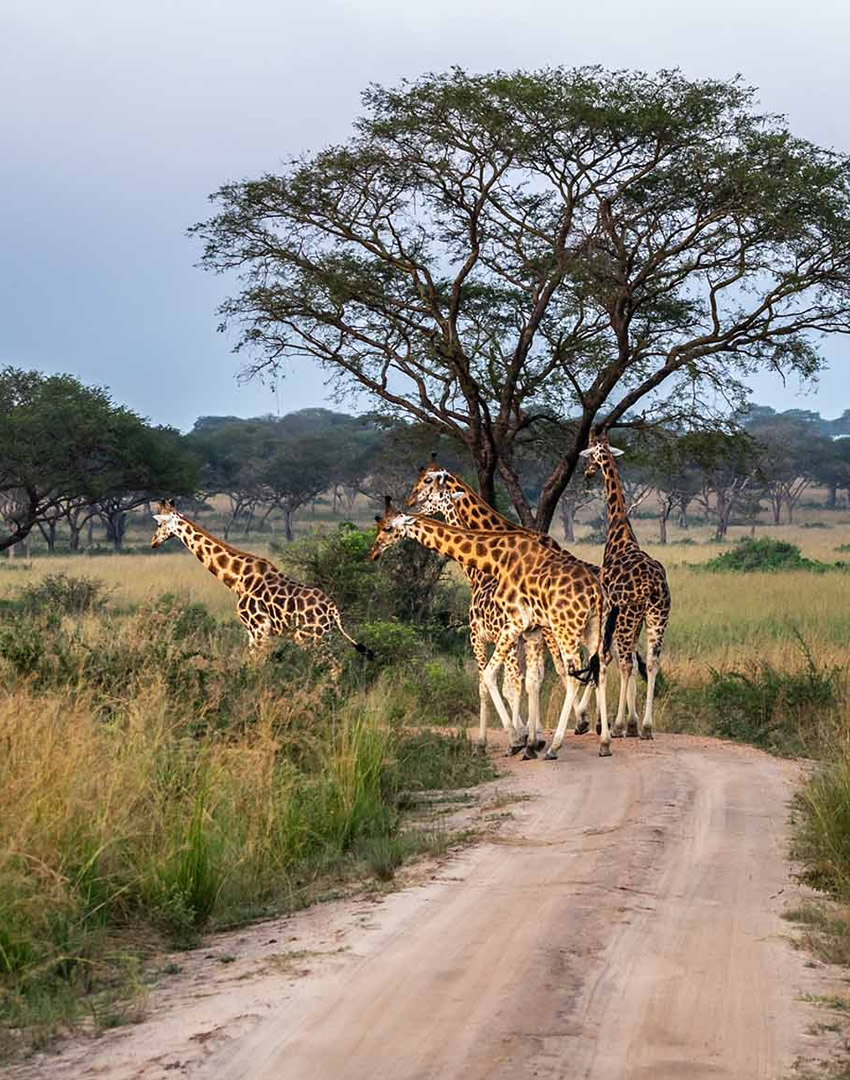 Kidepo Valley National Park