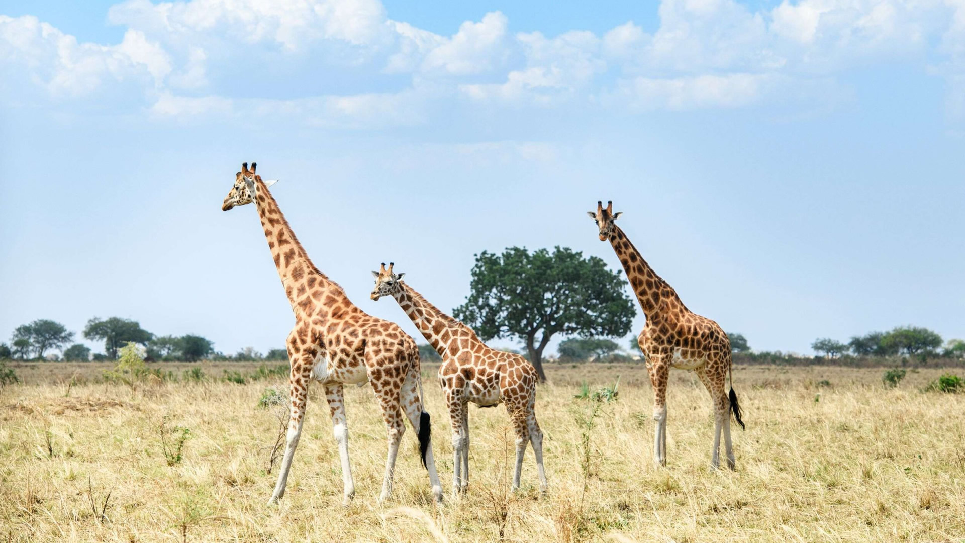Kidepo Valley National Park