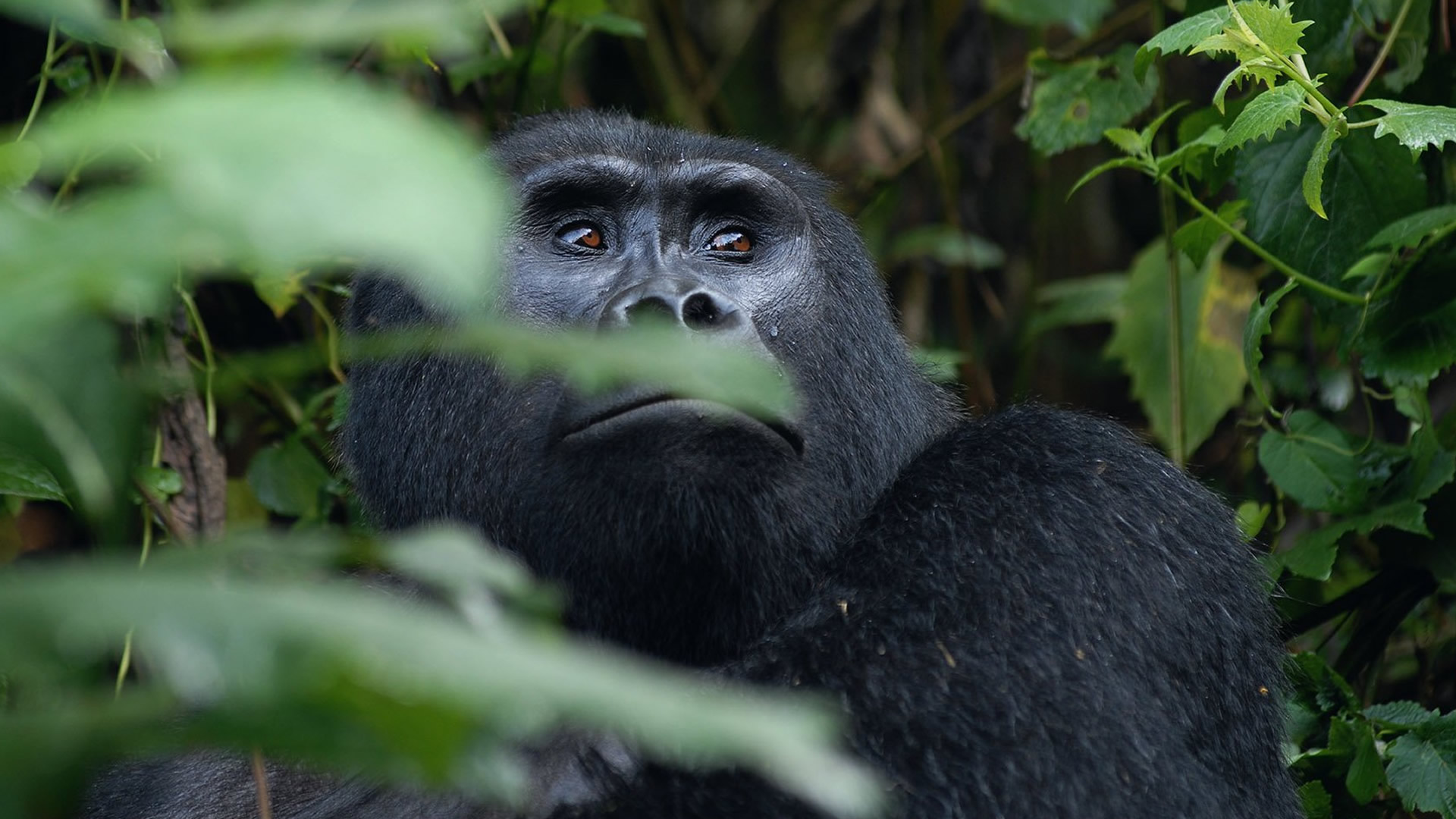 Mgahinga Gorilla National Park