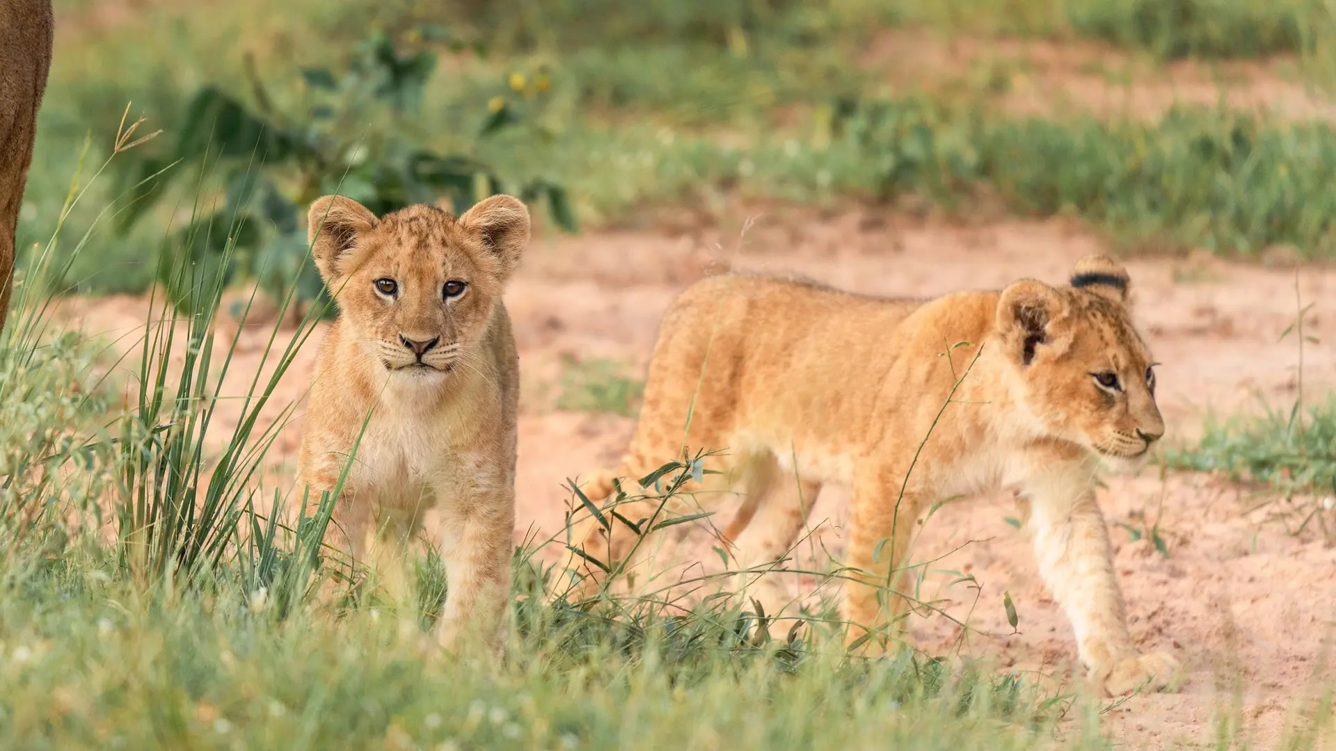 Murchison Falls National Park