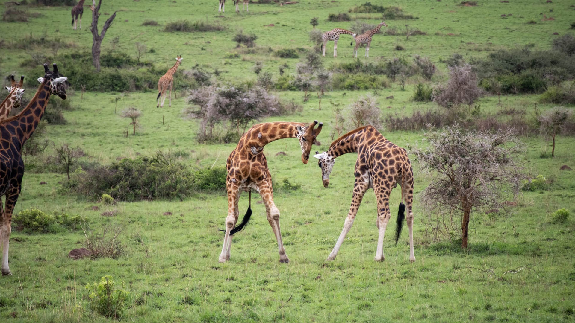 Murchison Falls National Park