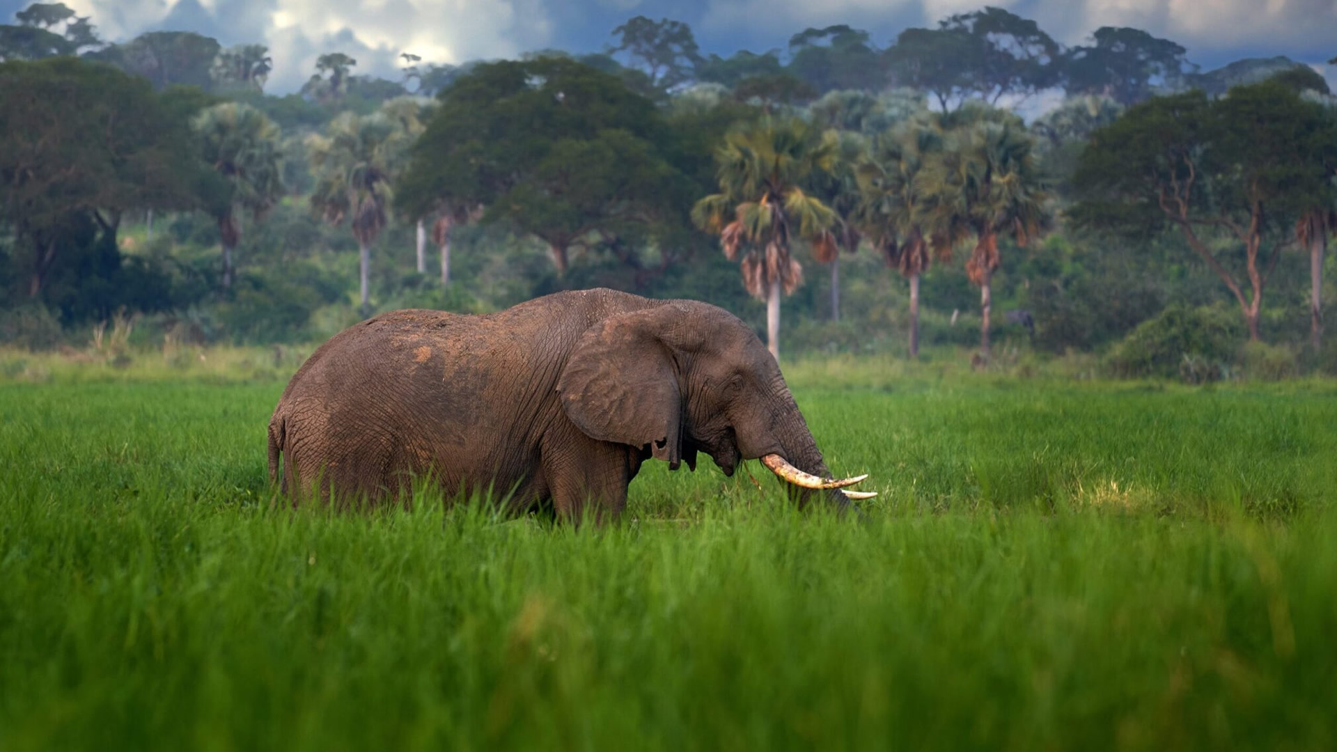 Murchison Falls National Park