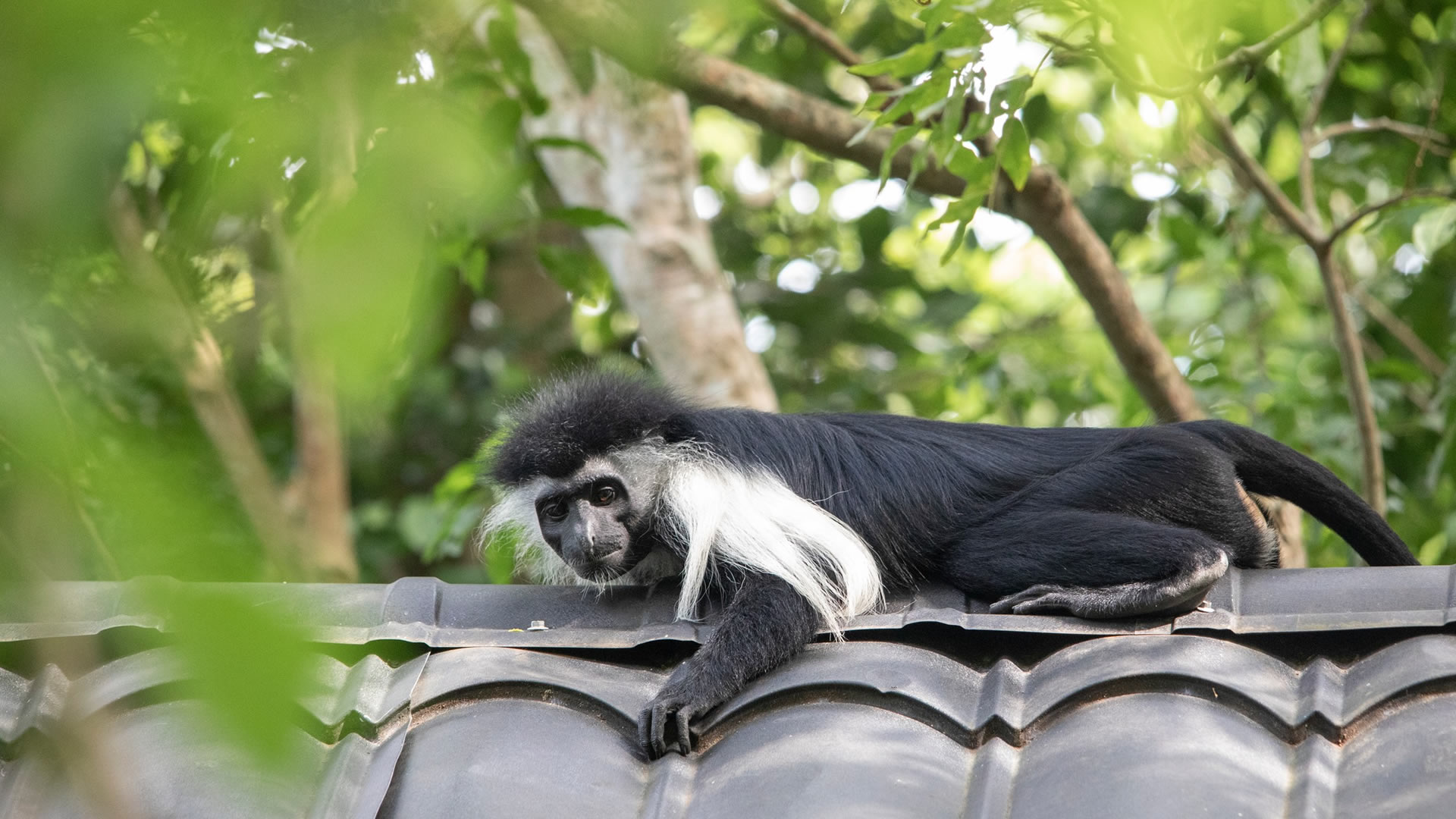 Colobus Conservation Walking Tour