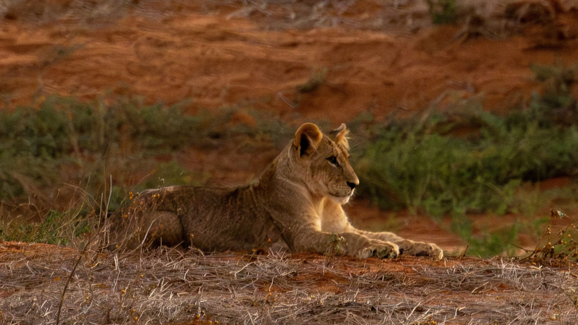 Ngutuni Wildlife Sanctuary Day Safari