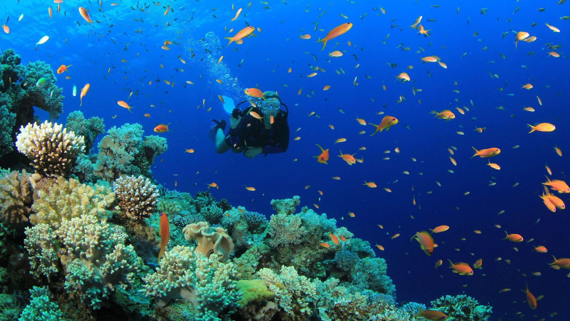 Wasini Island day trip — dolphin watching and snorkelling on the Kenyan coast