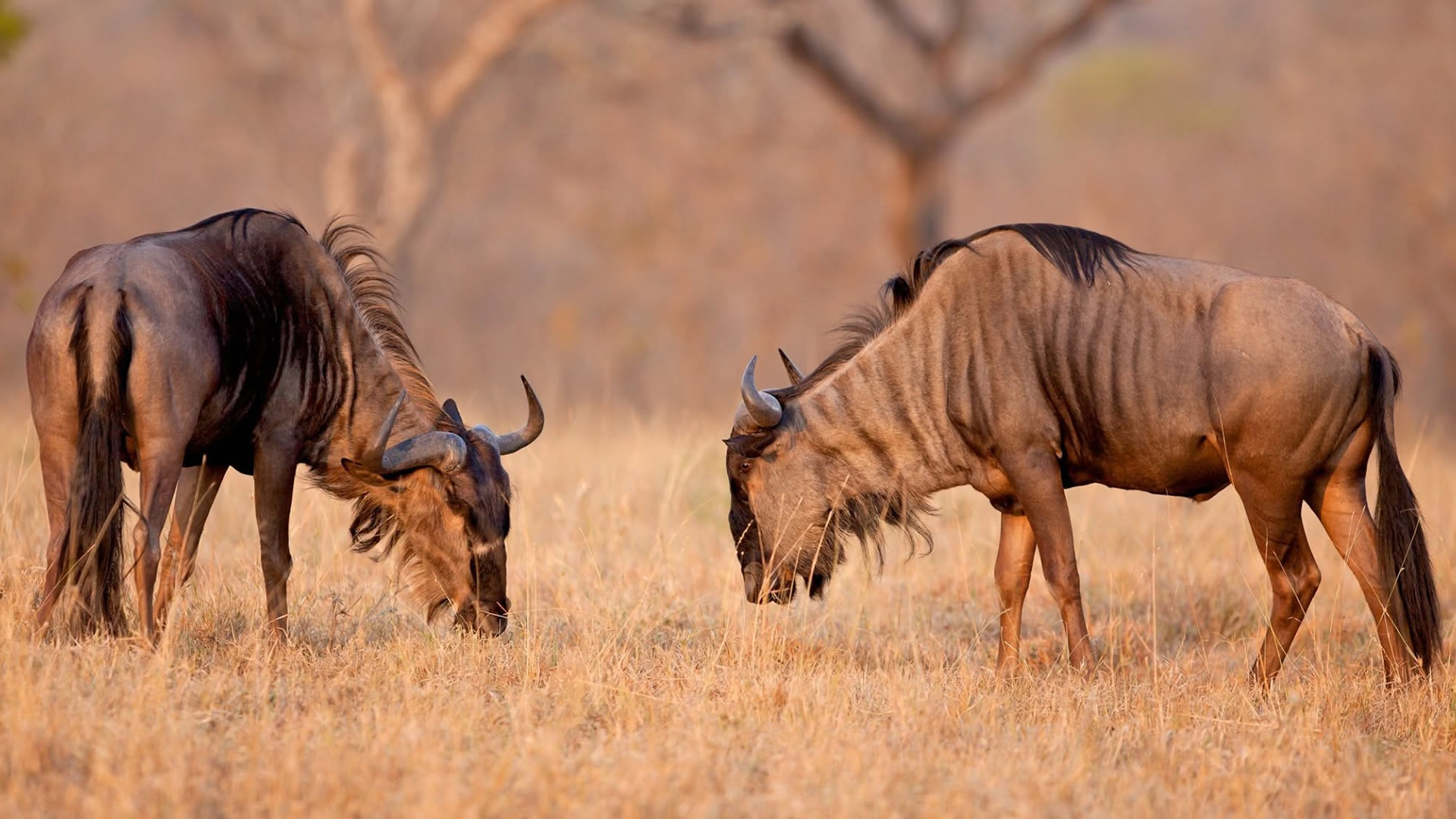 13 Days Grand Circle Safari — Kenya & Tanzania