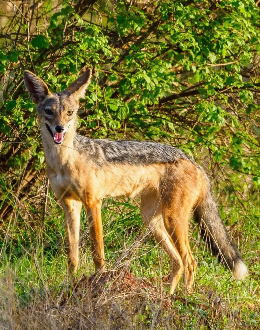 3 Days Tsavo East & Taita Hills Eco Lodge Safari