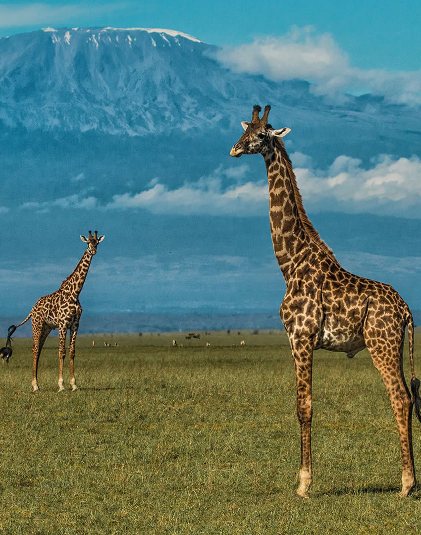 5 Days Tsavo East & Amboseli Safari