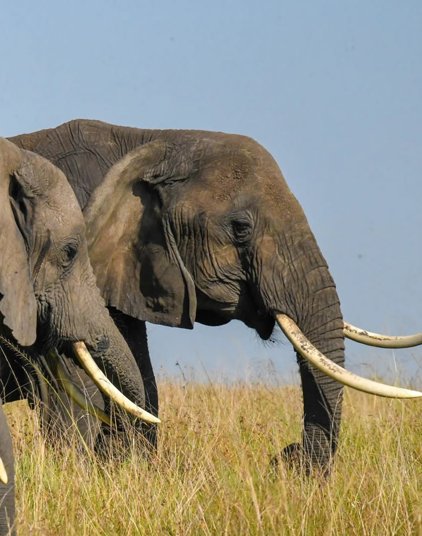6 Days Big Five Safari