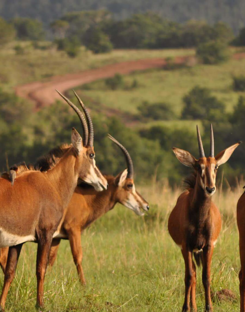6 Days Shimba Hills Safari & Lamu Island Beach Escape