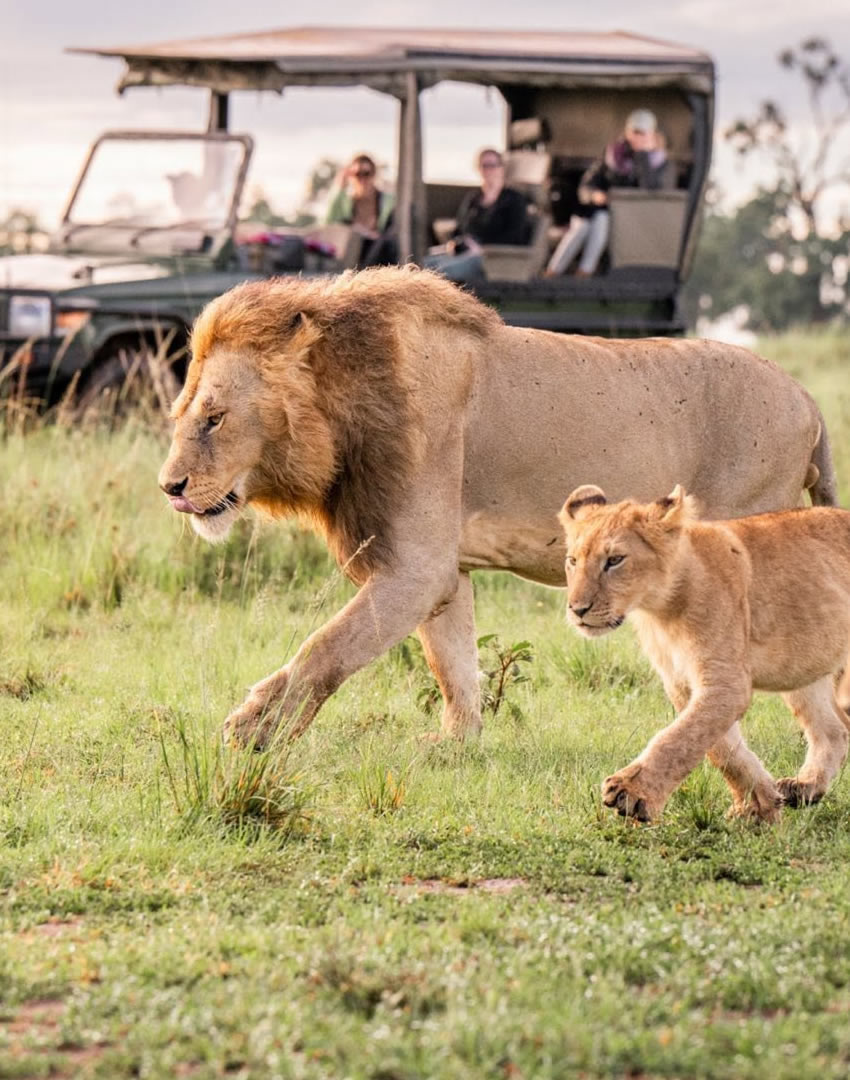 7 Days Family Safari
