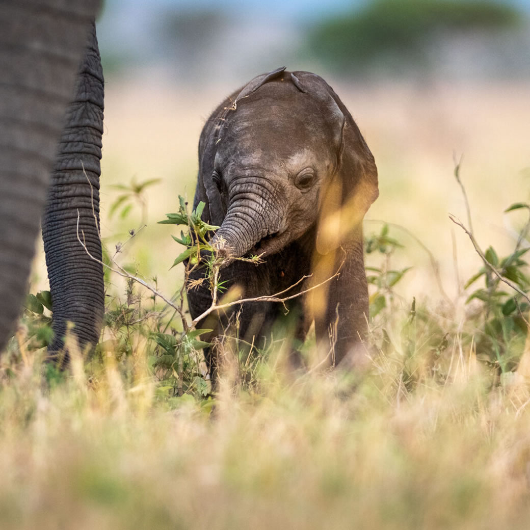 Big Five Expeditions