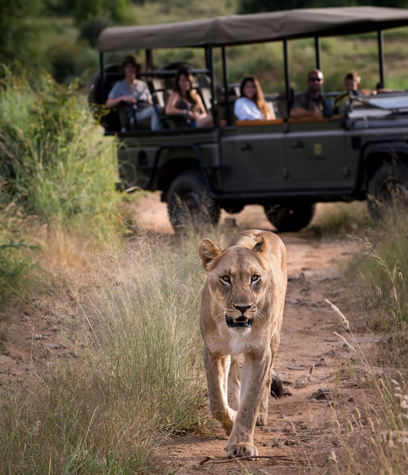 African Safari tour